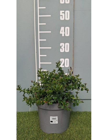 CEANOTHUS THYRSIFLORUS REPENS T5LT