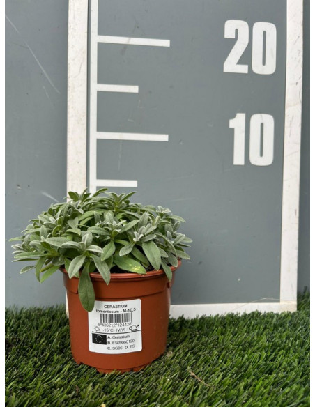 CERASTIUM TOMENTOSUM T11CM