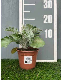 CINERARIA MARITIMA T13CM 2