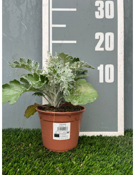 CINERARIA MARITIMA T13CM