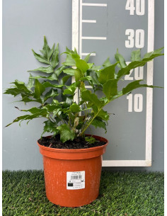 CYRTOMIUM FALCATUM 2,5L