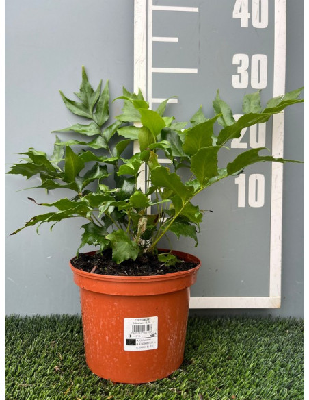 CYRTOMIUM FALCATUM 2,5L