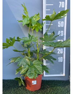 FATSIA JAPONICA T5LT ARALIA