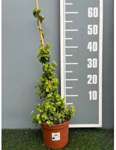 FICUS PUMILA TUTOR T3L