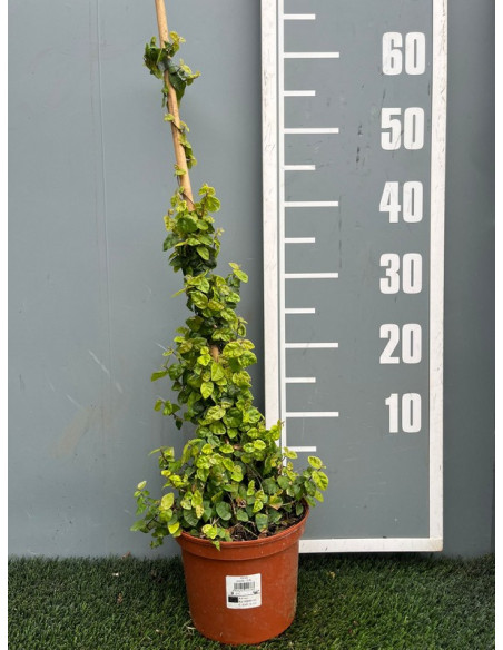 FICUS PUMILA TUTOR T3L