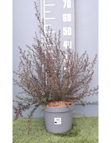 LEPTOSPERNUM SCOPARIUM T5LT