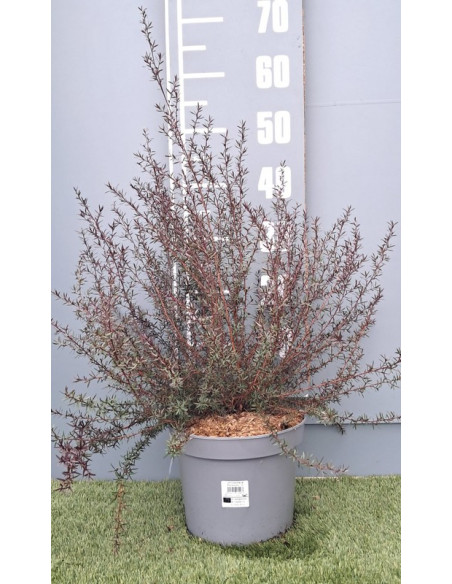 LEPTOSPERNUM SCOPARIUM T5LT