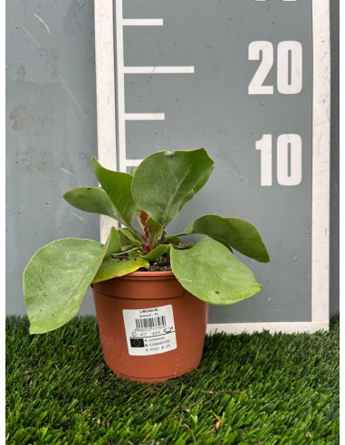 LIMONIUM PEREZII 2LT