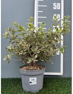 METROSIDEROS EXCELSA T2,5LT