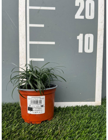 OPHIOPOGON JABURAN T10.5CM