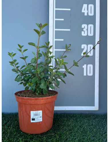 SALVIA MICROPHYLLA ROYAL BUMBLE T2,5LT