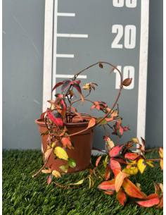 TRACHELOSPERNUM ASIATICUM SUMMER SUNSET T1,5LT