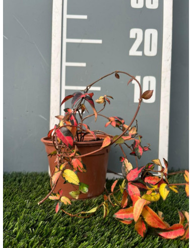 TRACHELOSPERNUM ASIATICUM SUMMER SUNSET T1,5LT