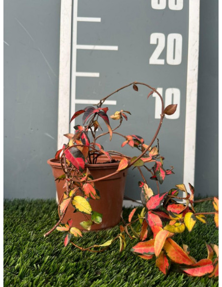 TRACHELOSPERNUM ASIATICUM SUMMER SUNSET T1,5LT