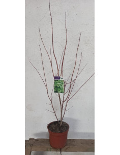 ACER PALMATUM ATROPURPUREUM T3LT 40/60