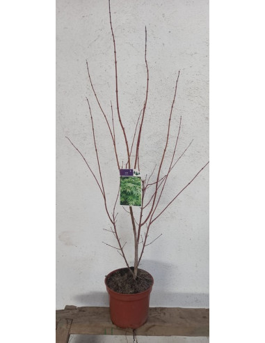 ACER PALMATUM ATROPURPUREUM T3LT 40/60