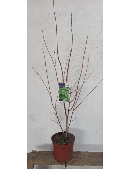 ACER PALMATUM ATROPURPUREUM T3LT 40/60