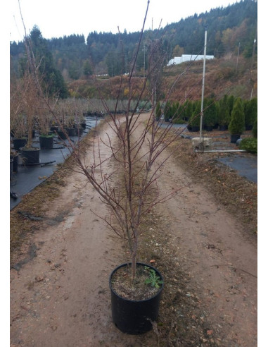 ACER PALMATUM ATROPURPUREUM T15LT 80/100