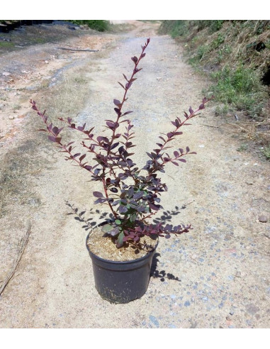 BERBERIS OTTAWENSIS AURICOMA T3LT