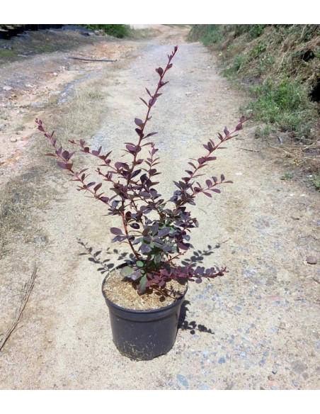 BERBERIS OTTAWENSIS AURICOMA T3LT