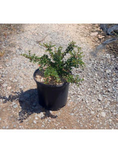 COTONEASTER HORIZONTALIS T3LT