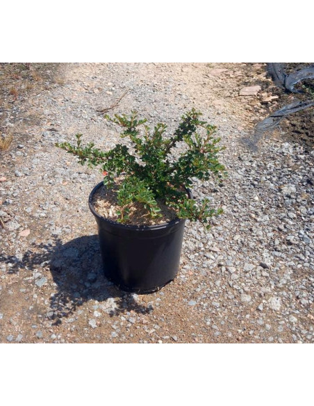 COTONEASTER HORIZONTALIS T3LT