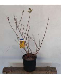 FORSYTHIA T7,5LT