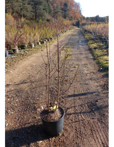 PHILADELPHUS CORONARIUS T7.5T