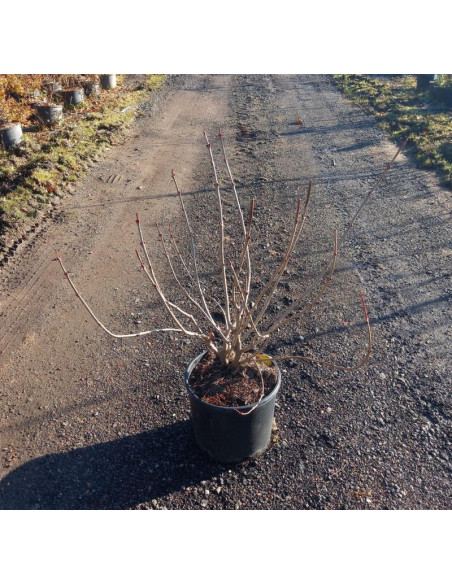 VIBURNUM OPULUS T7,5LT