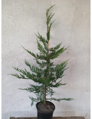 CUPRESSUS LEYLANDII T3LT 80/100CM