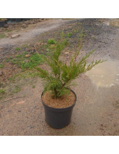 JUNIPERUS X MEDIA MINT JULEP T2,5LT