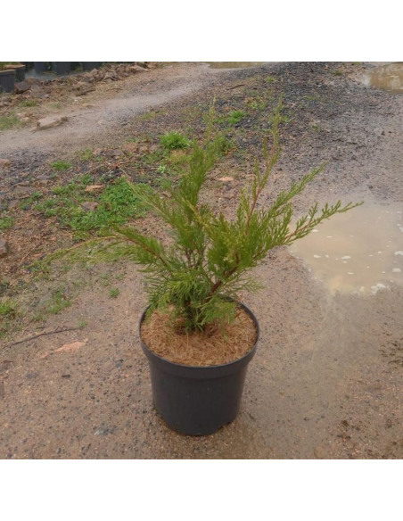 JUNIPERUS X MEDIA MINT JULEP T2,5LT