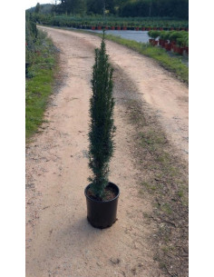 TAXUS BACCATA FAST. ROBUSTA C7LT