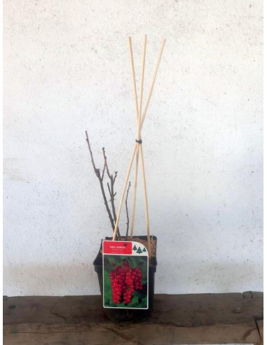 RIBES RUBRUM T2LT GROSSELLA