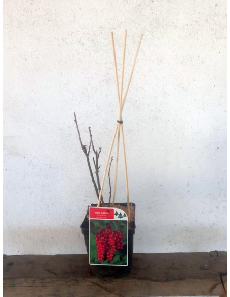 RIBES RUBRUM T2LT GROSSELLA