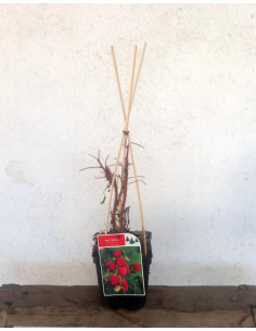 RUBUS IDAEUS HERITAGE T2LT TUTORES 60CM GERD VERMELL