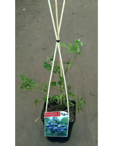 VACCINIUM CORYMBOSIUM T2LT ARANDANO