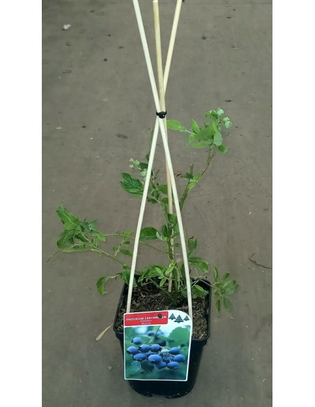 VACCINIUM CORYMBOSIUM T2LT ARANDANO