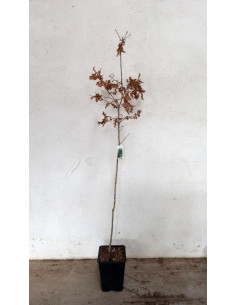 QUERCUS RUBRA 10L 160/190