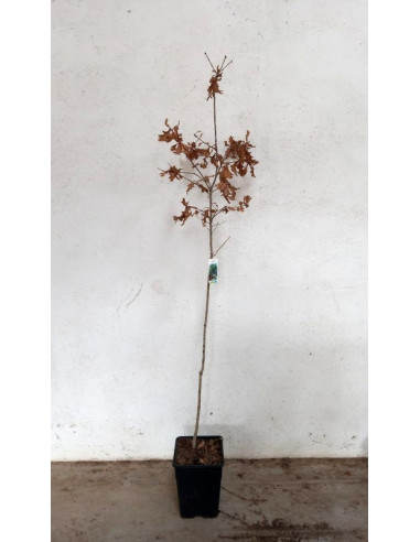 QUERCUS RUBRA 10L 160/190