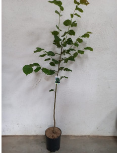 TILIA PLATHYPHYLLOS T10LT