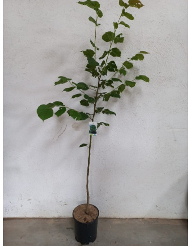 TILIA PLATHYPHYLLOS T10LT