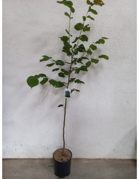 TILIA PLATHYPHYLLOS T10LT