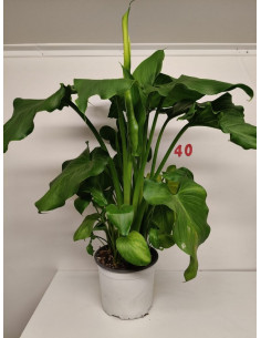 ZANTEDESCHIA AETHIOPICA T3LT CALA PAIS 2