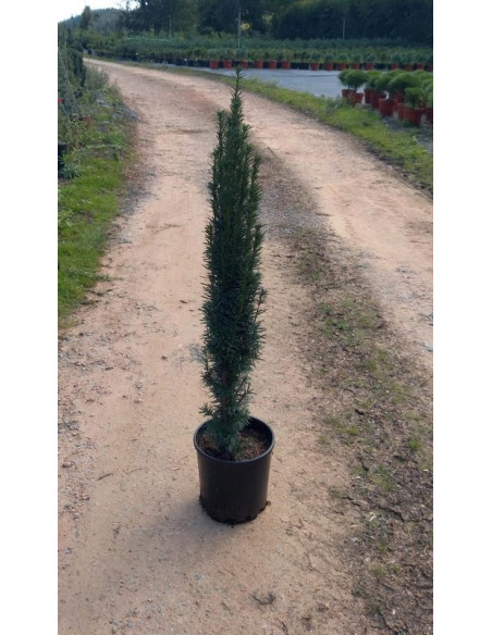 TAXUS BACCATA FAST. DAVID 7LT