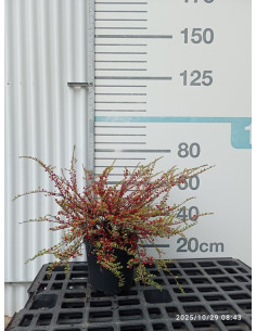 COTONEASTER HORIZONTALIS T10LT