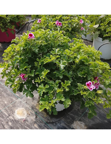 PELARGONIUM CRISPUM RANDY T3LT O 19CM GERANI RANDY