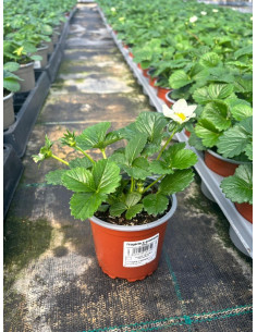 FRAGARIA X ANANASSA T11CM FRESONS