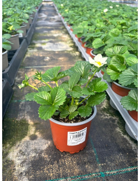 FRAGARIA X ANANASSA T11CM FRESONS