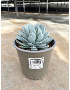 SUCULENTA ECHEVERIA PAIS T13CM